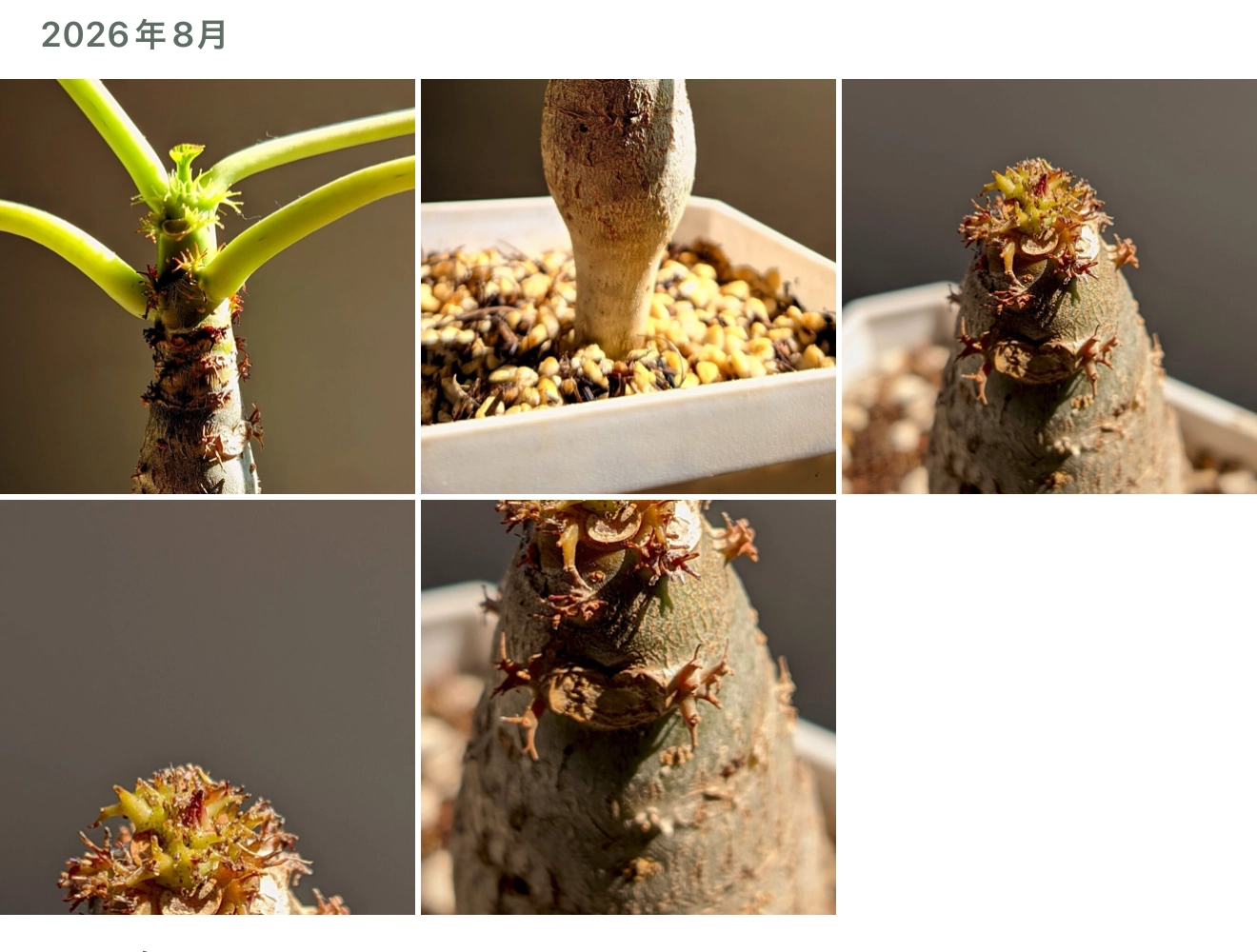 Plant Record の株ごとのアルバム。2026 年 8 月の見出しの下に、同じ株の写真がタイル状に並んでいる